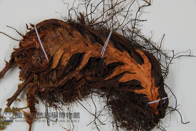 闊葉鱗毛蕨藏品圖，第3張