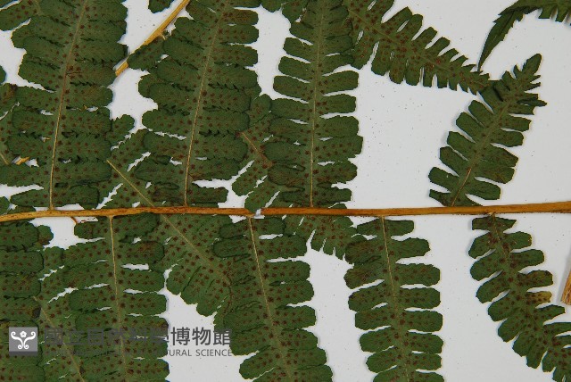 南洋假鱗毛蕨藏品圖，第3張