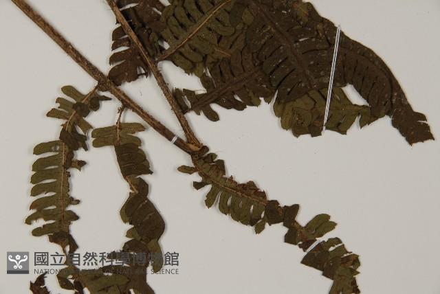 Accession Number:P008488 Collection Image, Figure 3, Total 5 Figures