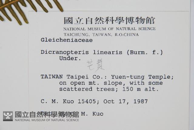 芒萁藏品圖，第2張