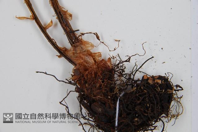 亞蹄蓋蕨藏品圖，第3張