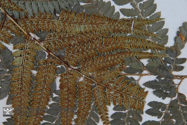 East indian holly fern Collection Image, Figure 3, Total 5 Figures