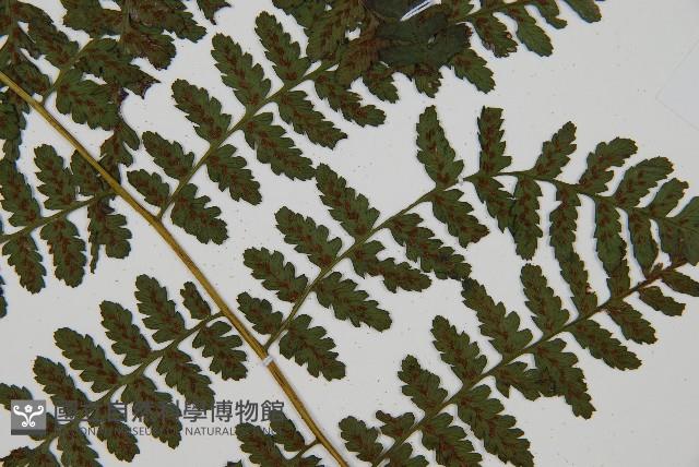 川上氏雙蓋蕨藏品圖，第3張