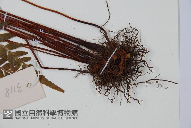 異葉雙唇蕨藏品圖，第3張