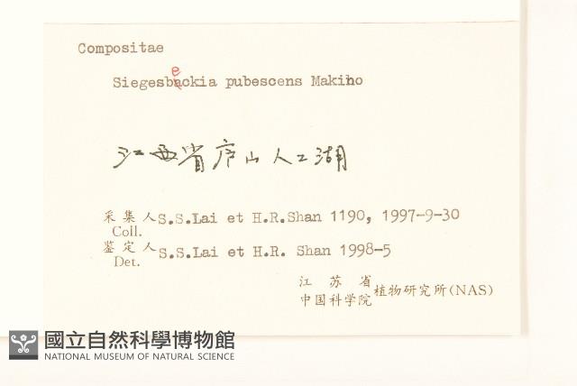 腺梗豨薟藏品圖，第3張