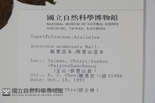 阿里山忍冬、漸尖葉忍冬藏品圖，第2張