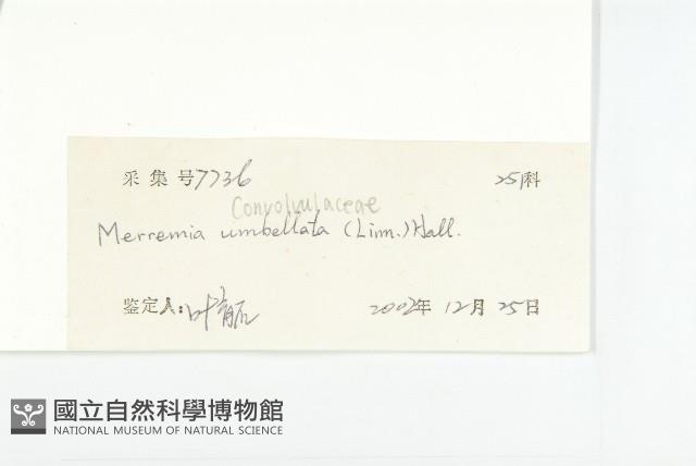 毛姬旋花藏品圖，第3張