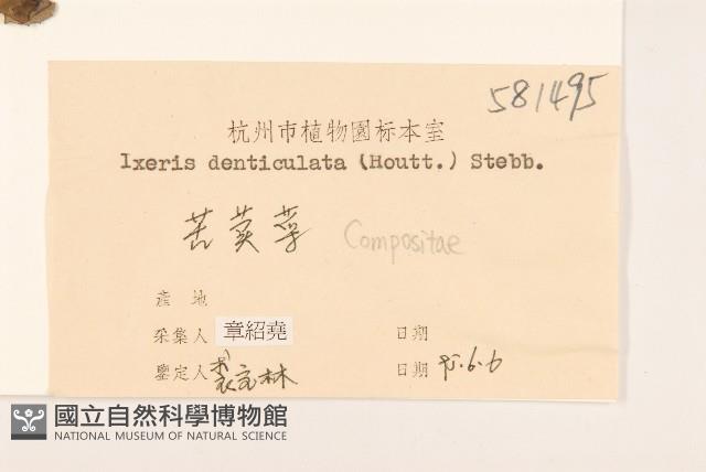 苦實菜藏品圖，第3張