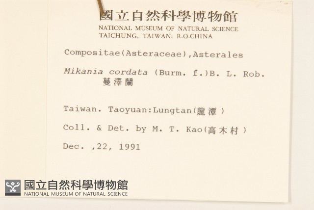 蔓澤蘭藏品圖，第2張
