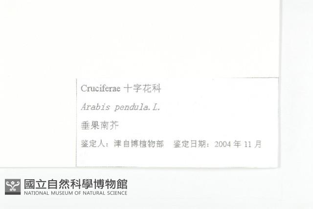 垂果南芥菜藏品圖，第3張