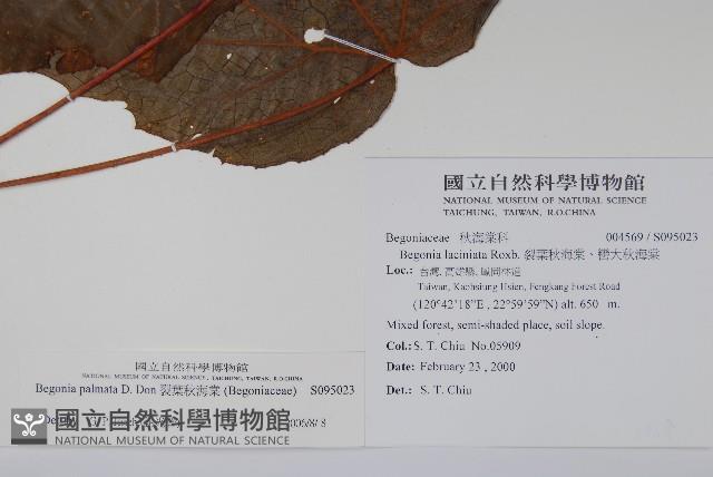 裂葉秋海棠藏品圖，第2張
