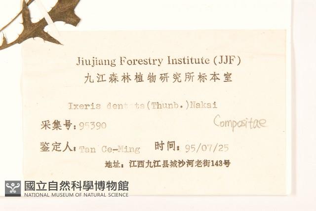 齒緣苦實藏品圖，第3張