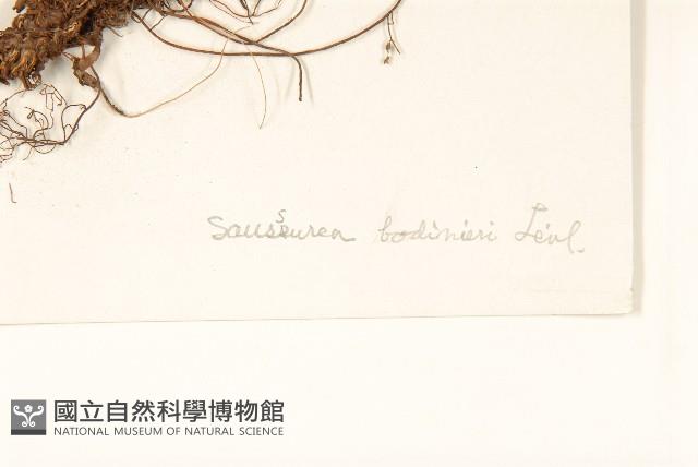 東俄洛風毛菊藏品圖，第3張