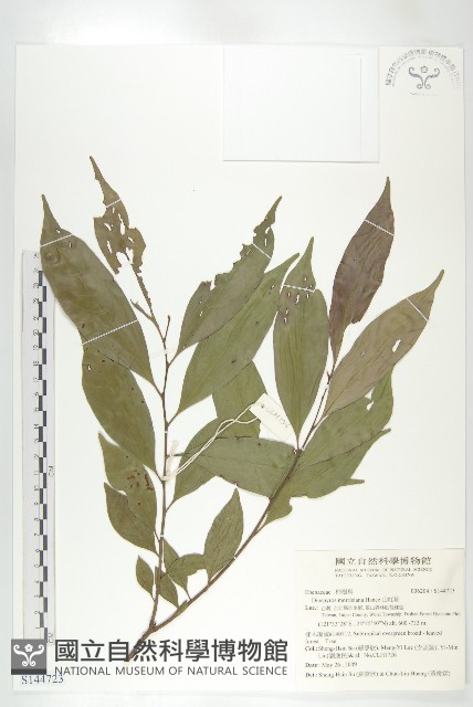 山紅柿藏品圖，第3張