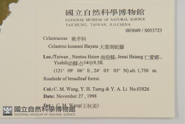 大葉南蛇藤藏品圖，第2張