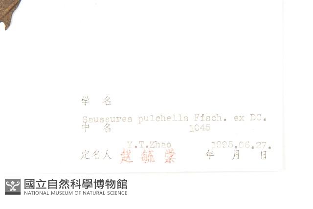 球花鳳毛菊藏品圖，第3張