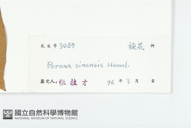 異萼飛蛾藤藏品圖，第3張