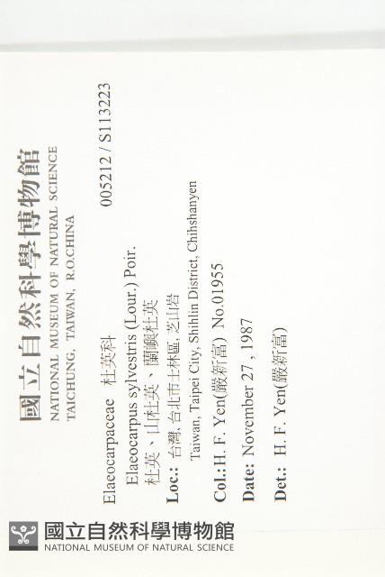 杜英、山杜英、蘭嶼杜英藏品圖，第2張