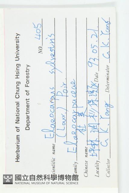 杜英、山杜英、蘭嶼杜英藏品圖，第2張