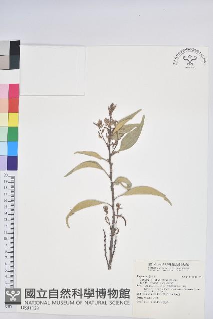 紫莖牛膝、台灣牛膝藏品圖，第3張