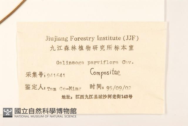 小米菊藏品圖，第3張