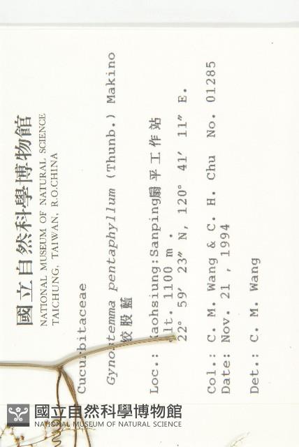 絞股藍藏品圖，第2張