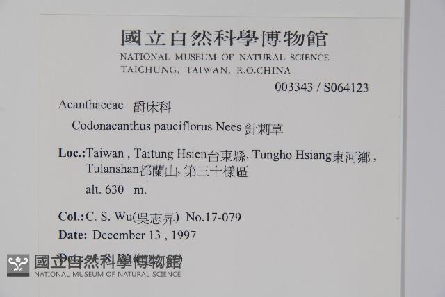 針刺草藏品圖，第2張