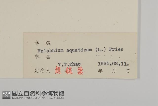 牛繁縷藏品圖，第3張