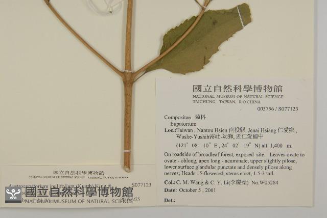 假澤蘭藏品圖，第2張