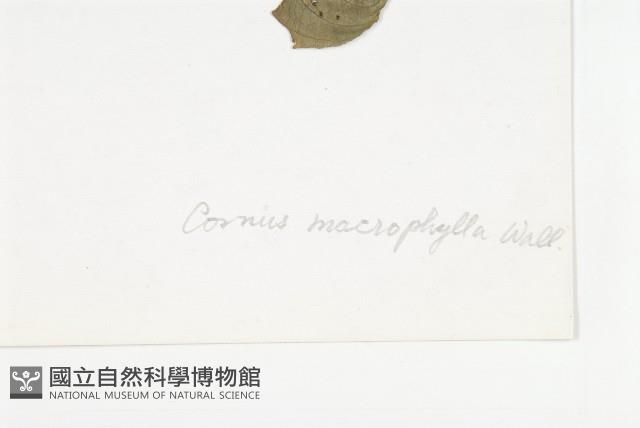 梜木藏品圖，第3張