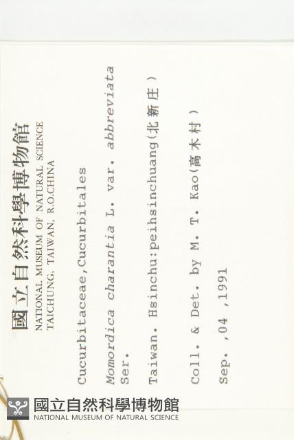 小苦瓜藏品圖，第2張