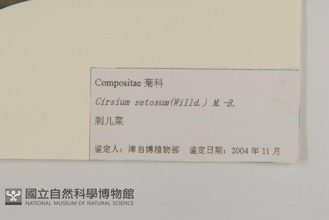 大刺兒菜藏品圖，第3張