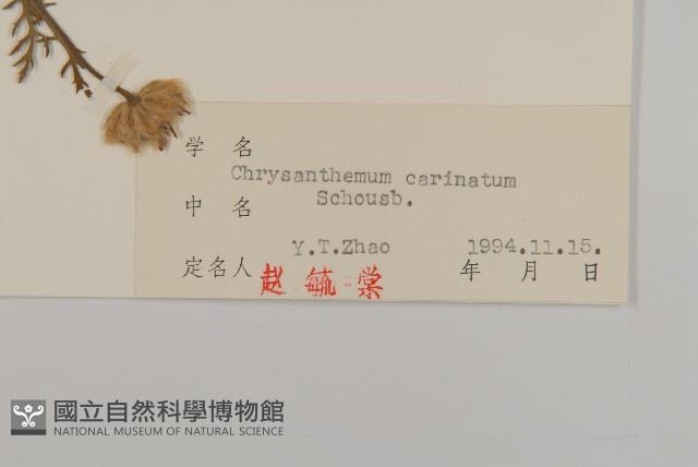 粉環菊藏品圖，第3張