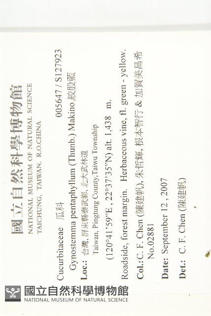 絞股藍藏品圖，第2張