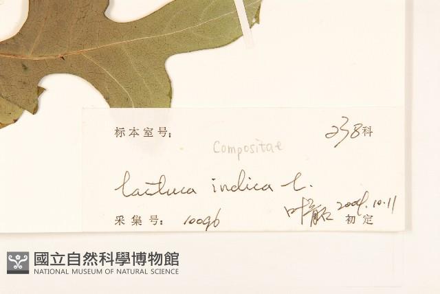 鵝仔草藏品圖，第3張