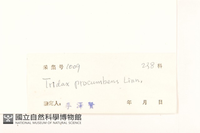長柄菊藏品圖，第3張
