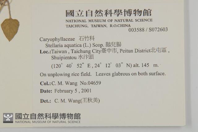 鵝兒腸藏品圖，第2張