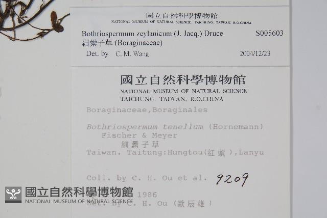 細纍子草藏品圖，第2張