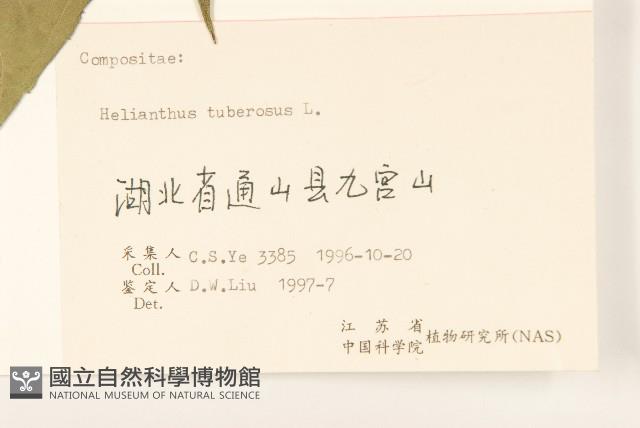 塊根向日葵藏品圖，第3張