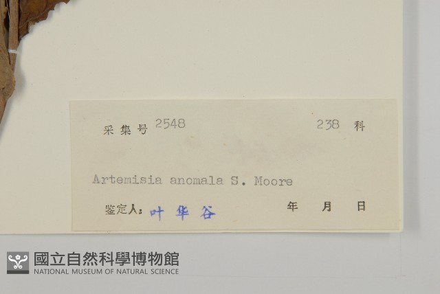 珍珠蒿、奇蒿藏品圖，第3張
