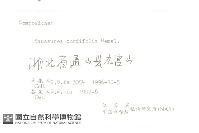 心葉鳳毛菊藏品圖，第3張