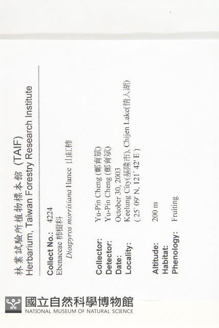 山紅柿藏品圖，第2張