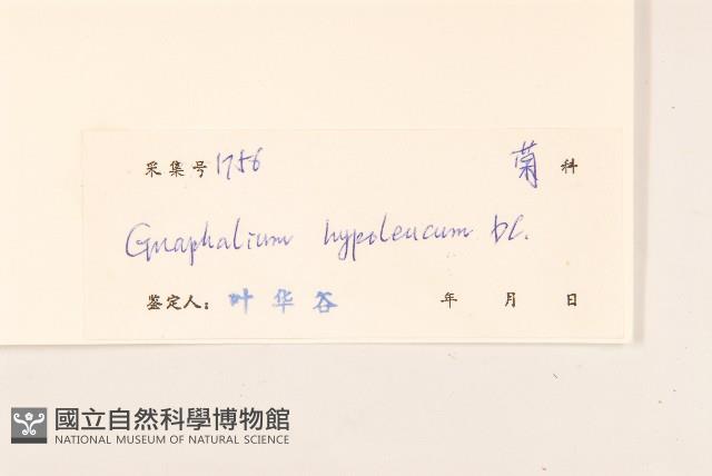 秋鼠麴草藏品圖，第3張