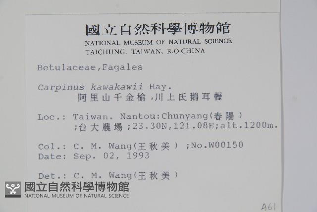 阿里山千金榆藏品圖，第2張