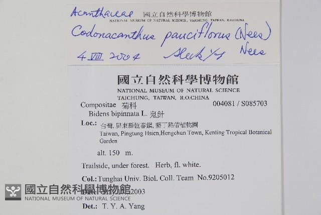 針刺草藏品圖，第2張