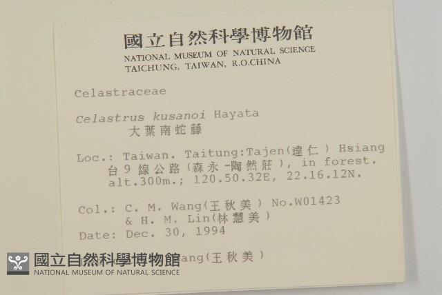 大葉南蛇藤藏品圖，第2張