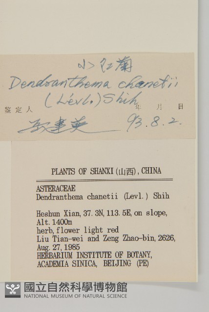 小紅菊藏品圖，第3張