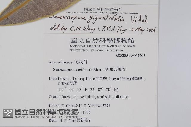 臺東漆樹藏品圖，第2張