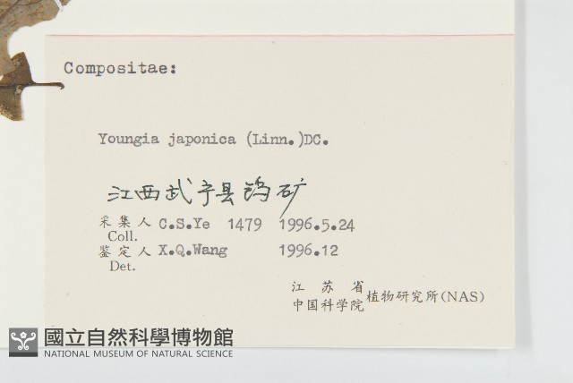 黃鵪菜藏品圖，第3張