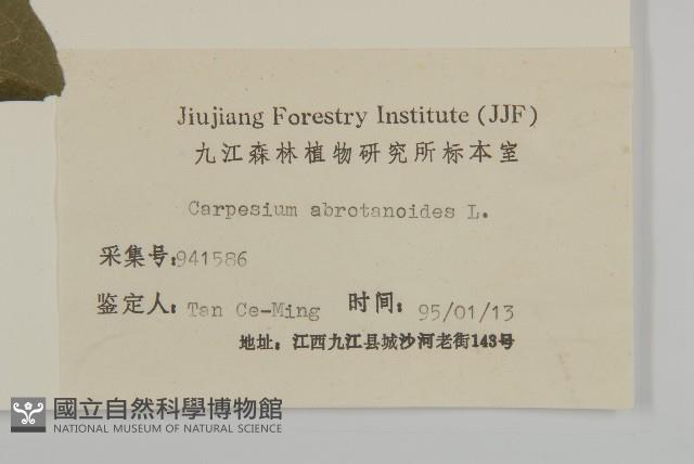 天名精藏品圖，第3張